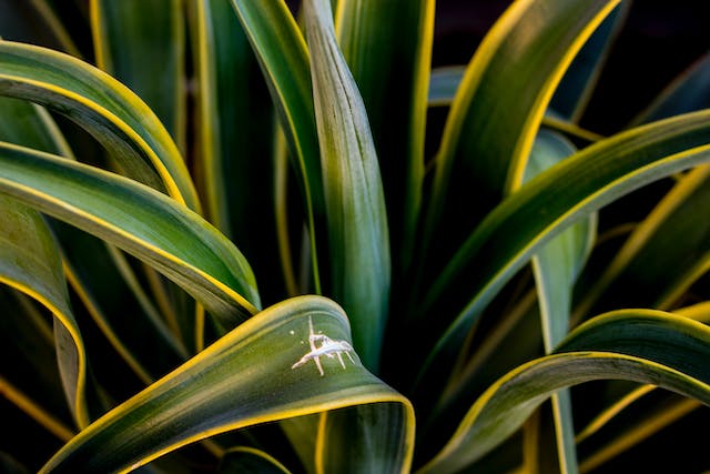 Importância das Plantas